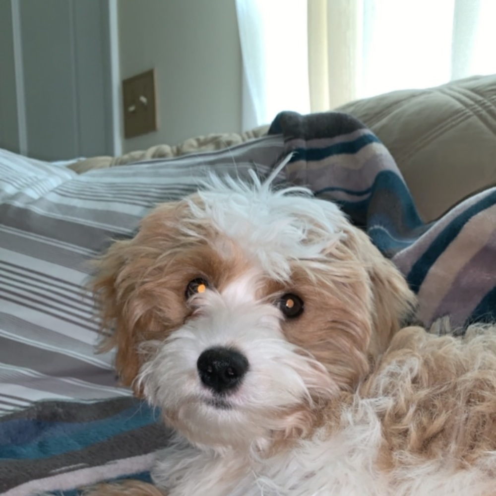 Meet your Posher, Mackenzie